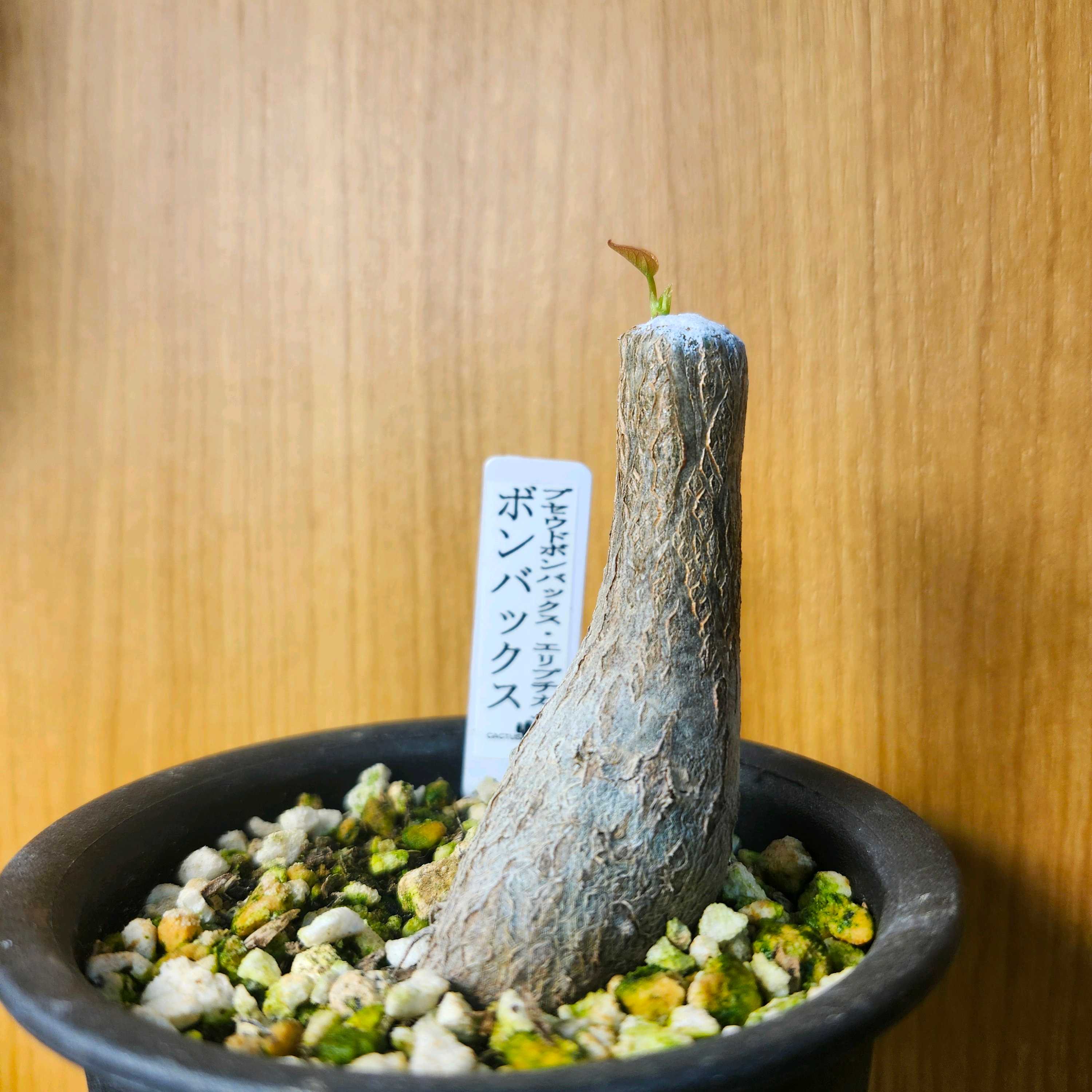 塊根植物・コーデックス｜🍀GreenSnap（グリーンスナップ）
