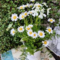寄せ植え,可愛い,庭の花,癒し,花のある暮らしの画像