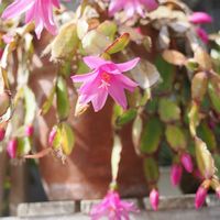 ブルーベリー,桜吹雪,アッツ桜,シモツケ ,イースターカクタスの画像