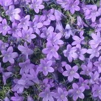 ベルフラワーの画像
