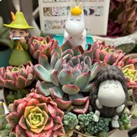ケイトウ,虹の玉,カシミヤバイオレット,甜茶錦,母の日プレゼントの画像