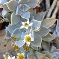 朧月(おぼろづき),多肉植物,鉢植え,ガーデニング,散策さんぽの画像
