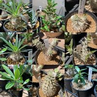 塊根植物の画像