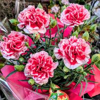 カーネーション,ルビーネックレス,黒法師,虹の玉（セダム属）,虹の玉の画像