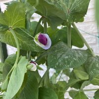 豆苗,もとは 豆苗,サヤエンドウの画像