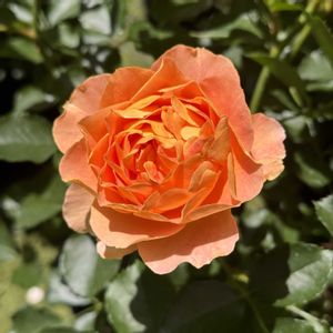バラ　アプリコットシフォン,アプリコットシフォン,鉢植え,バラ・ミニバラ,マンション専用庭の画像
