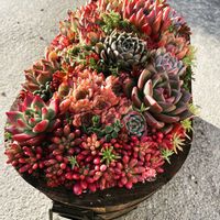 多肉植物,寄植えの画像