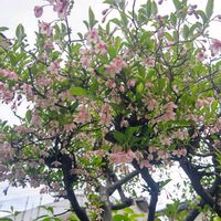 エゴノキ,エゴノキ,エゴノキの花,エゴノキ ピンクチャイム,エゴノキ ピンクチャイムの画像