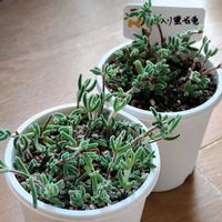 ドロサンテマム斑入り蛍光兎,多肉植物,鉢植え,ドロサンテマム ,多肉中毒の画像