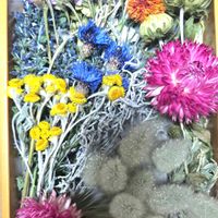 サボテン,ラッセリア,多肉植物,ドライフラワー,繋がりに感謝✨の画像
