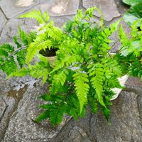シダ,ガーデニング,ボタニカルライフ,山野草,お庭の植物の画像