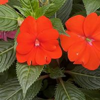 インパチェンス,今日も元気で,今日も笑顔で♡,花を通じて愛と平和を,ほら、綺麗な花でしょ！の画像