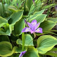シャガ,ウラシマソウ,いつもありがとう♡,今日のお花,小さな庭の画像