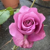 薔薇,お花,愛媛県,庭の画像