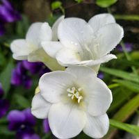 フリージア,八重咲きフリージア,感謝,花のある暮らし,いつまでもの画像