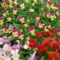 サイネリア,サイネリア,プチロータス ジョーイ,プチロータス ジョーイ,芍薬滝の粧の画像
