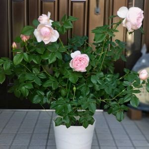 バラ,ギィ・ドゥ・モーパッサン,バラ 鉢植え,ばら バラ 薔薇,ギィドゥモーパッサンの画像