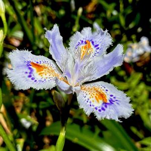 シャガ,山野草,常緑多年草,植栽,アヤメ科の画像