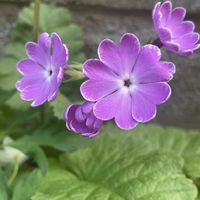 サクラソウ,山野草,花のある暮らし,繋がりに感謝✨,植物が大好きの画像