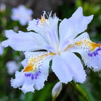 シャガ,華やか,綺麗,スマホ撮影,お写んぽの画像