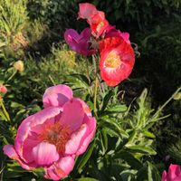 シャクヤク,ヒナゲシの画像