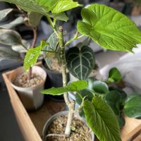 ウンベラータ,フィカス　ウンベラータ,観葉植物,仕立て直し,キキ　フィカスの画像