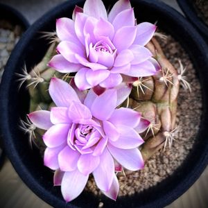 サボテンいろいろ,サボテンの花,ギムノカリキウム 麗蛇丸,サボテン大好き,ギムノカリキュウム属の画像