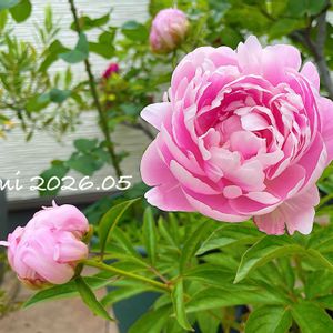 シャクヤク,芍薬,シャクヤク  ルーズベルト,放置栽培,ずぼらガーデナーの画像