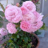 no green no life,GSに感謝。,ばら バラ 薔薇,エントランス,玄関の画像