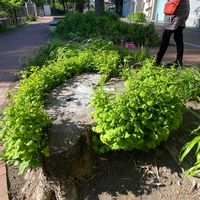 イチョウの画像