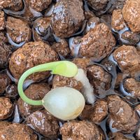 マユハケオモト,マユハケオモトのタネ,２０２０年５月同期,種から育てるマユハケオモトの画像