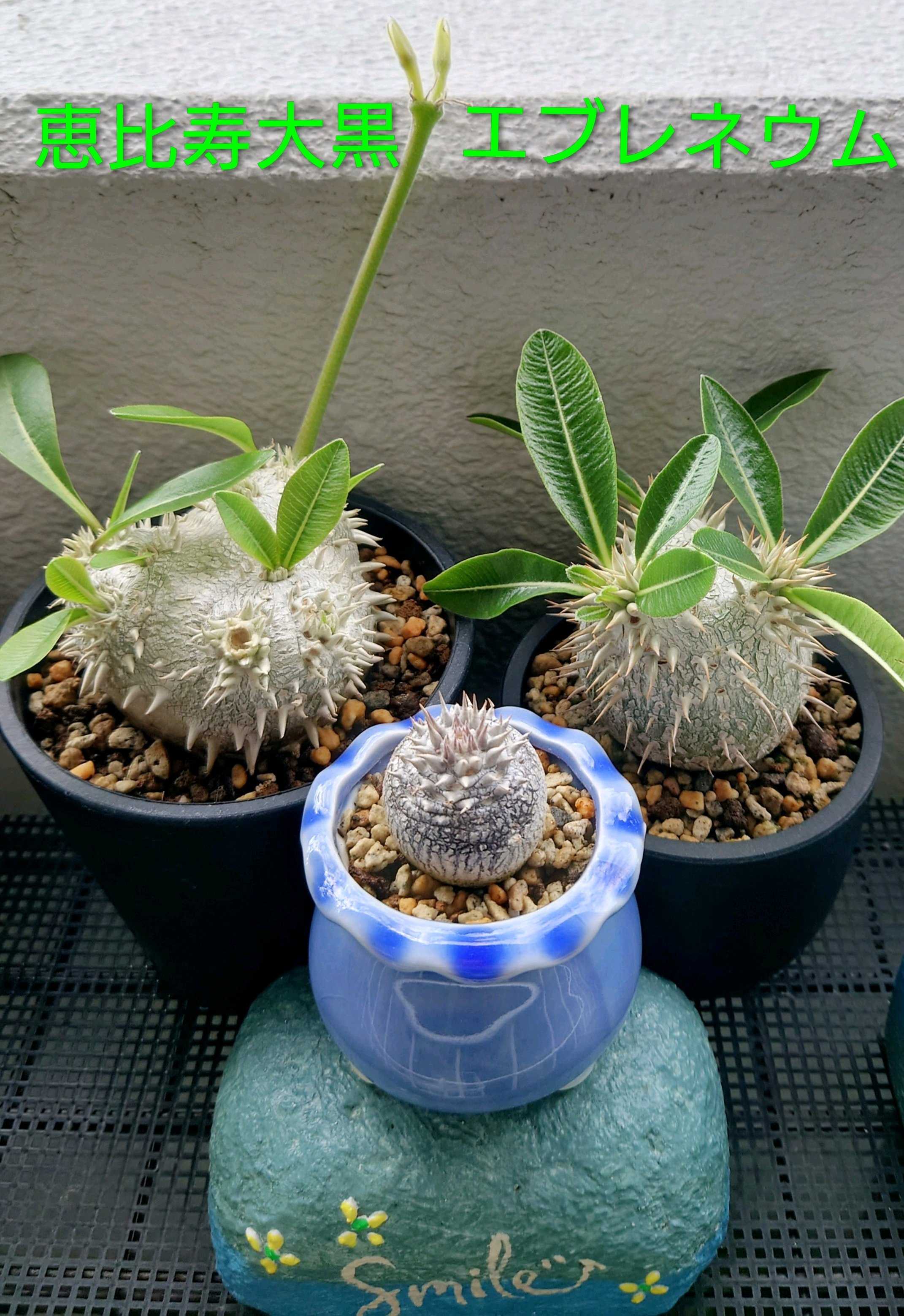 塊根植物(コーデックス)とは｜レアで人気の種類は？育て方のコツは