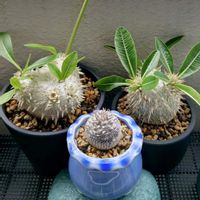 パキポディウム,塊根植物,実生,ベランダの画像