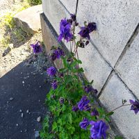 オダマキの画像