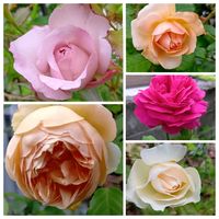 エーデルワイス,イングリッシュローズ,バラ ジュード・ジ・オブスキュア,今庭の花の画像
