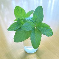ミント,モヒートミント,キューバミント,ハーブ,鉢植えの画像