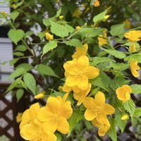 サクランボ,ヤマブキ,小さな幸せ,優しい気持ち,嬉しい開花の画像