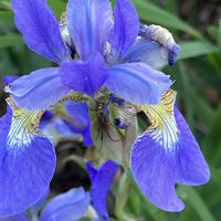 アヤメ,コウホネ,シナユリノキ,富山県中央植物園の画像