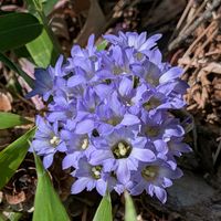 フデリンドウ,リンドウ,山野草,多年草,筆竜胆（ふでりんどう）の画像