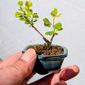 金メギ オーレア,盆栽,ミニ盆栽,盆栽苗木,まめ盆栽の画像