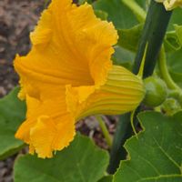 野菜,かぼちゃ,カボチャ,季節の花,南瓜の画像