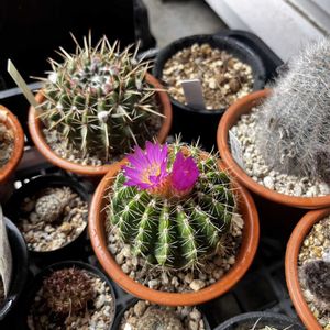サボテン,名前を教えて,サボテンの花,パロディア（ノトカクタス）属,いとみのパロの画像