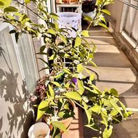 すだち,すだちの花,スダチ,家庭菜園,ベランダの画像