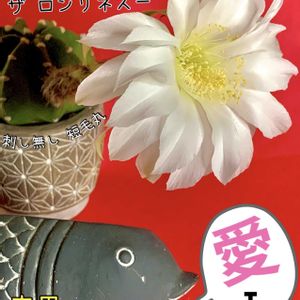 サボテン,アトランティス,多肉植物,サボテンの花,ベランダ多肉の画像