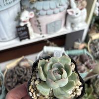 多肉,エケベリア,多肉植物,エケベリア属,ベランダガーデンの画像