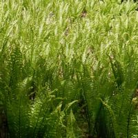 クサソテツ,シダ植物の画像