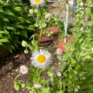 ハーブ,野草,白い花,いつもありがとう♡,ありがとうの画像