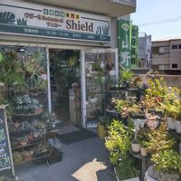 多肉植物,ウラボシ科,ビカクシダ属,食中植物,塊根の画像
