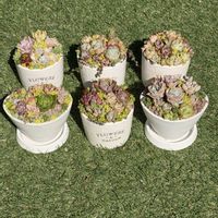 多肉植物,寄植えの画像