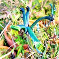 カンガルーポー,カンガルーポー マスカレード,オーストラリア,オージープランツ,ワイルドフラワーの画像